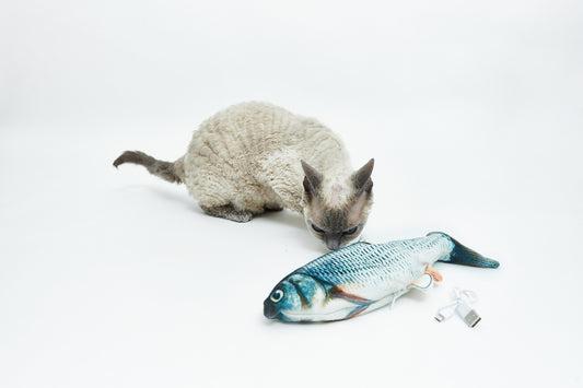 Ryba na suchu s pytlíčkem šanty