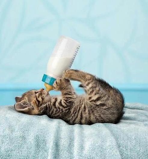 Mýty a pravda: Mají kočky alergii na mléko?