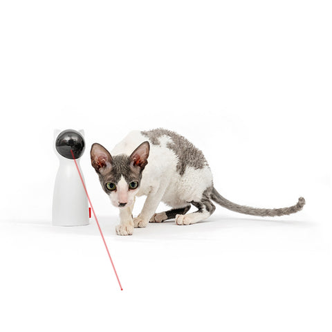 Cat laser