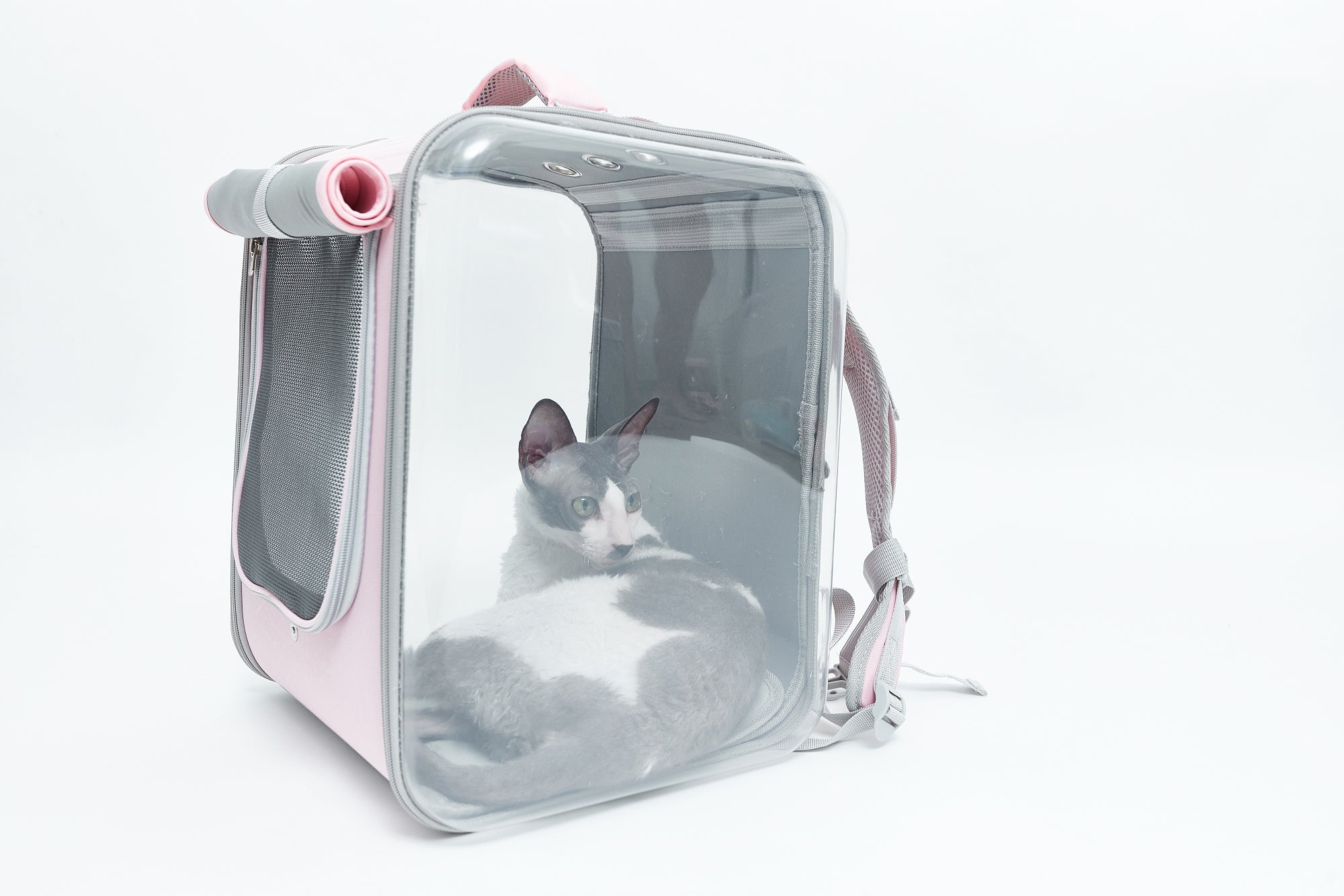 Wish best sale cat backpack