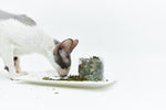 Shanta cat in a glass - LáskaKočičí.cz